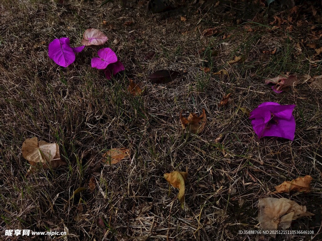 地上紫色花朵与枯叶