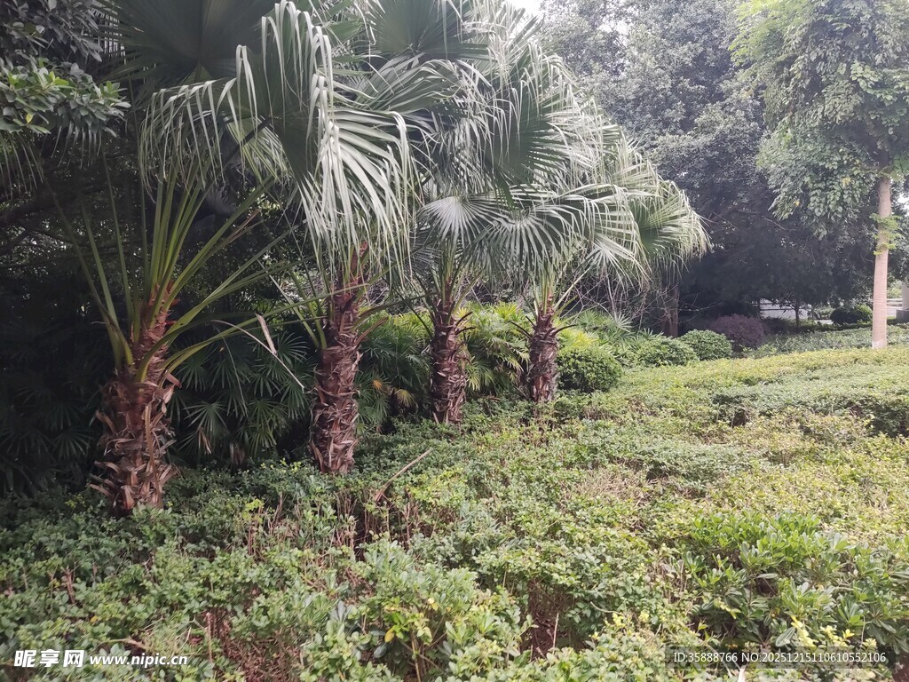 热带植物景观绿意盎然