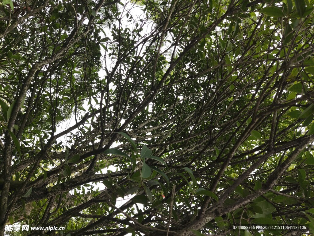 繁茂枝叶间的自然景致