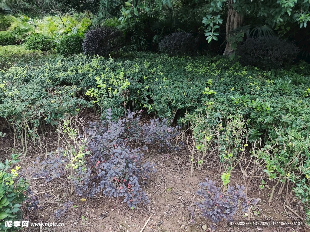 繁茂绿植中的独特紫色植株