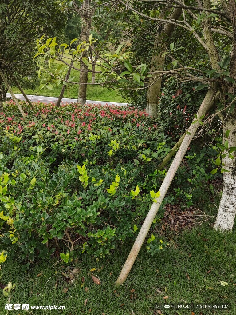 花园中的倾斜木杆与绿植