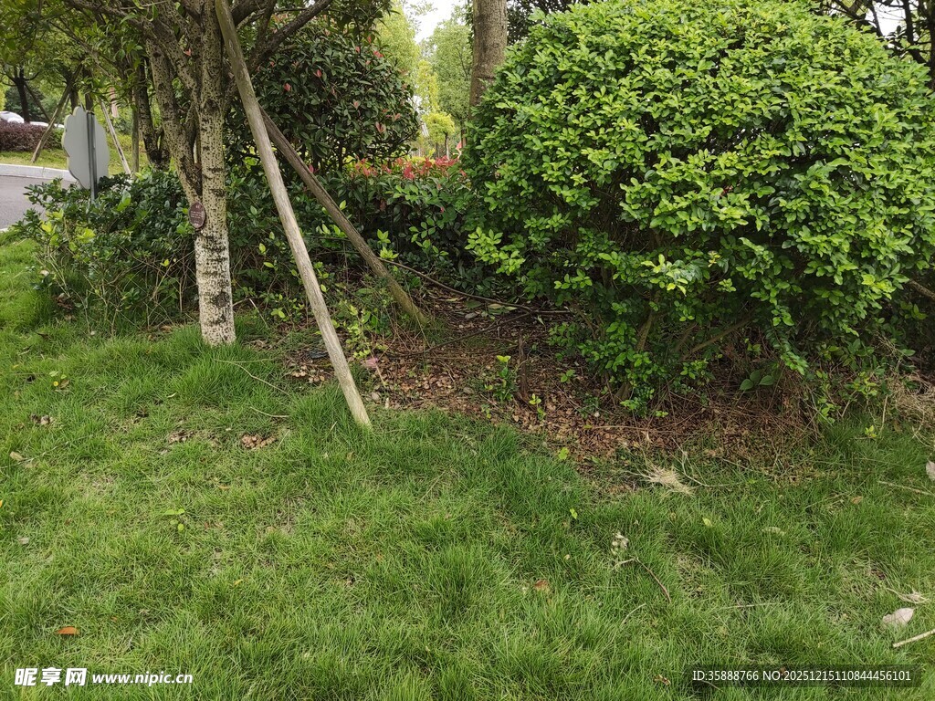 绿意盎然的庭院角落