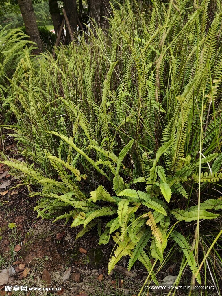 翠绿茂盛的蕨类植物景观