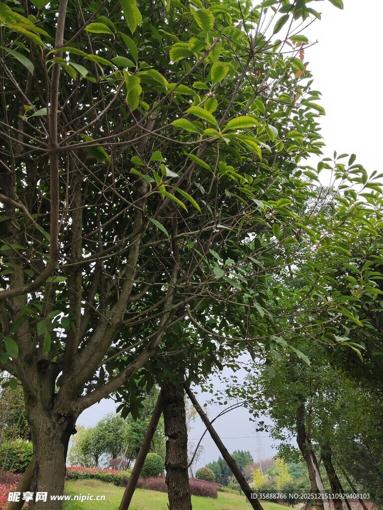 绿树成荫的户外景致