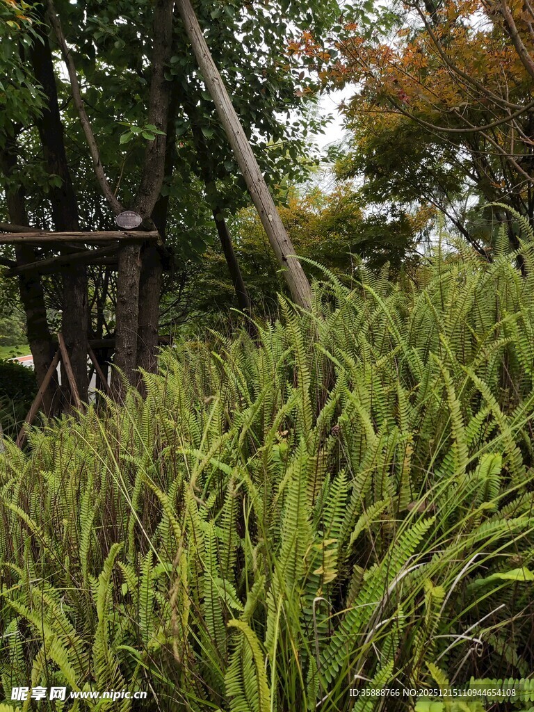 野外繁茂草丛中的木质结构