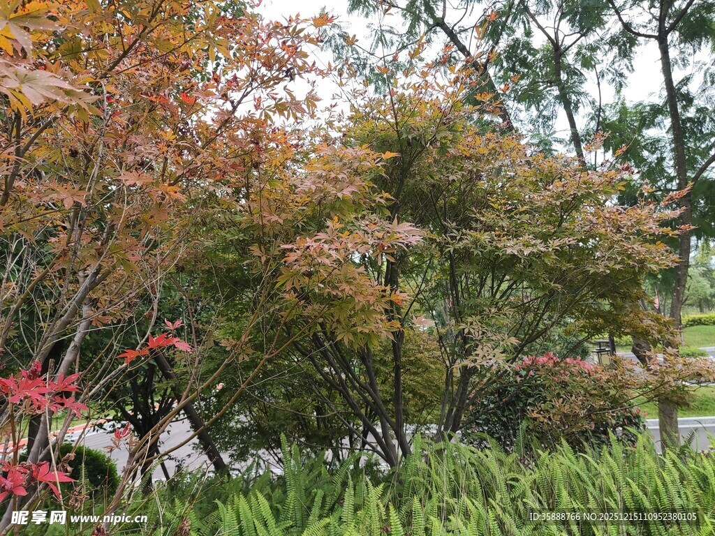 秋日园林中的多彩植物景观