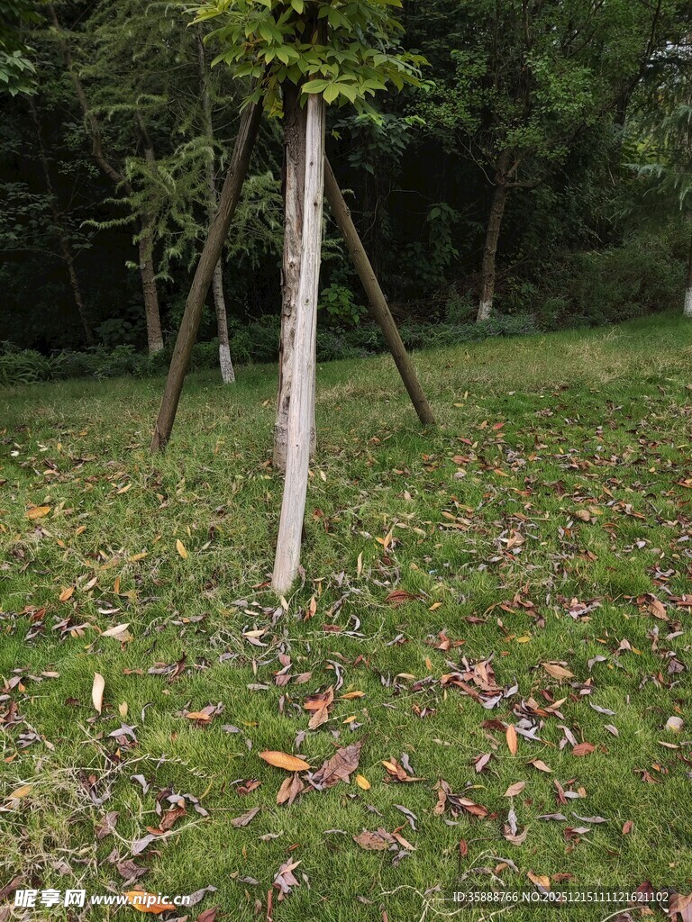 林间草地树木与落叶景象