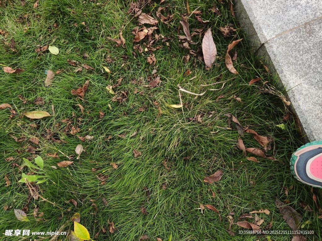 草地边的落叶与鞋子