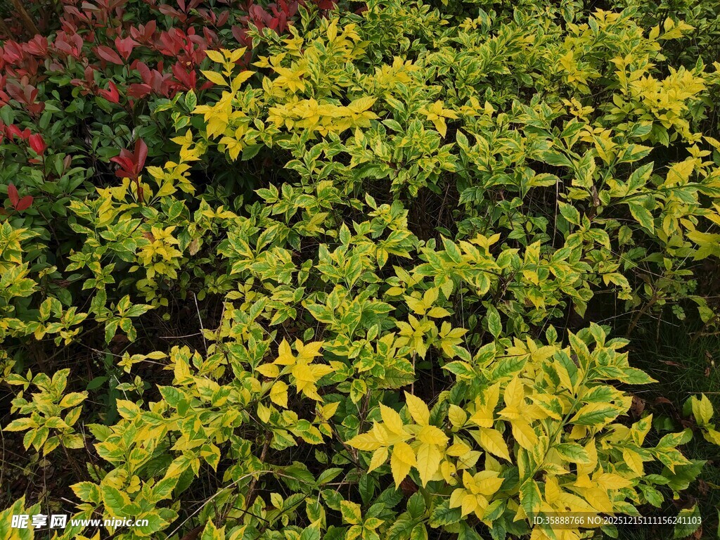 黄绿相间的多彩植物景观