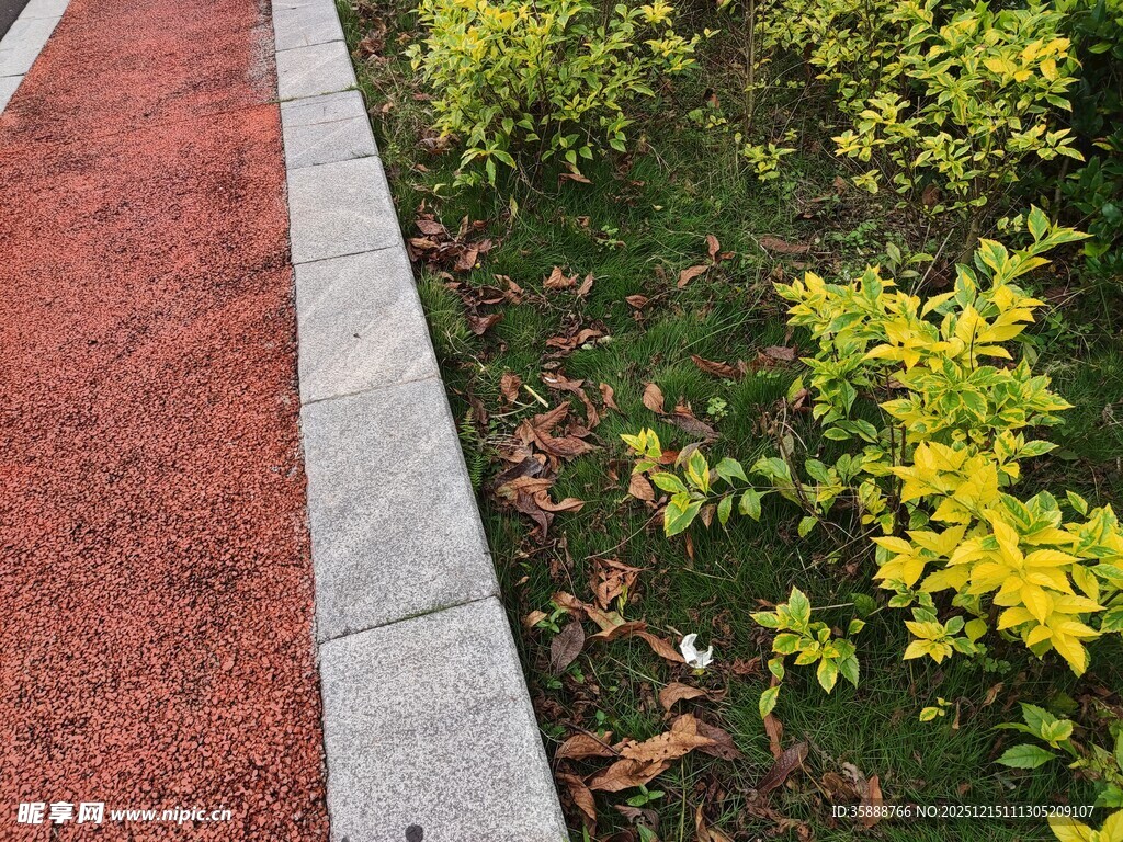 路边绿植与红色步道
