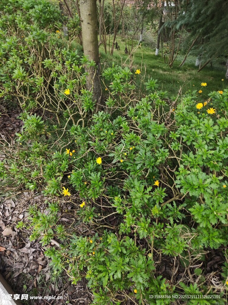 林间绿植与黄色小花景观