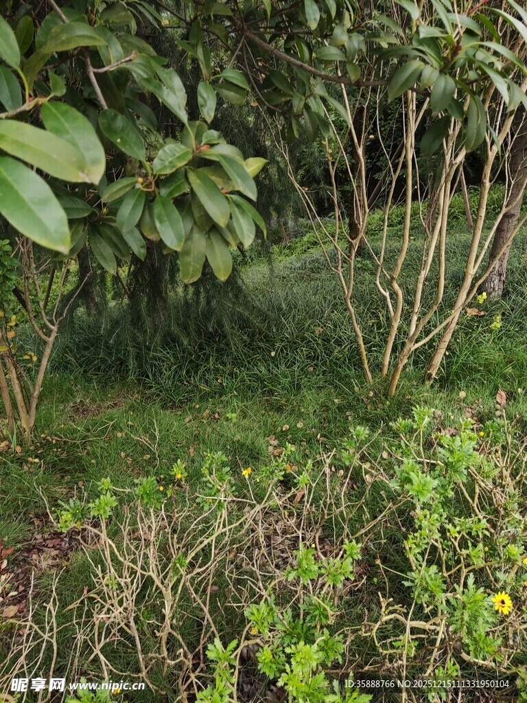 茂密丛林中的绿植景观