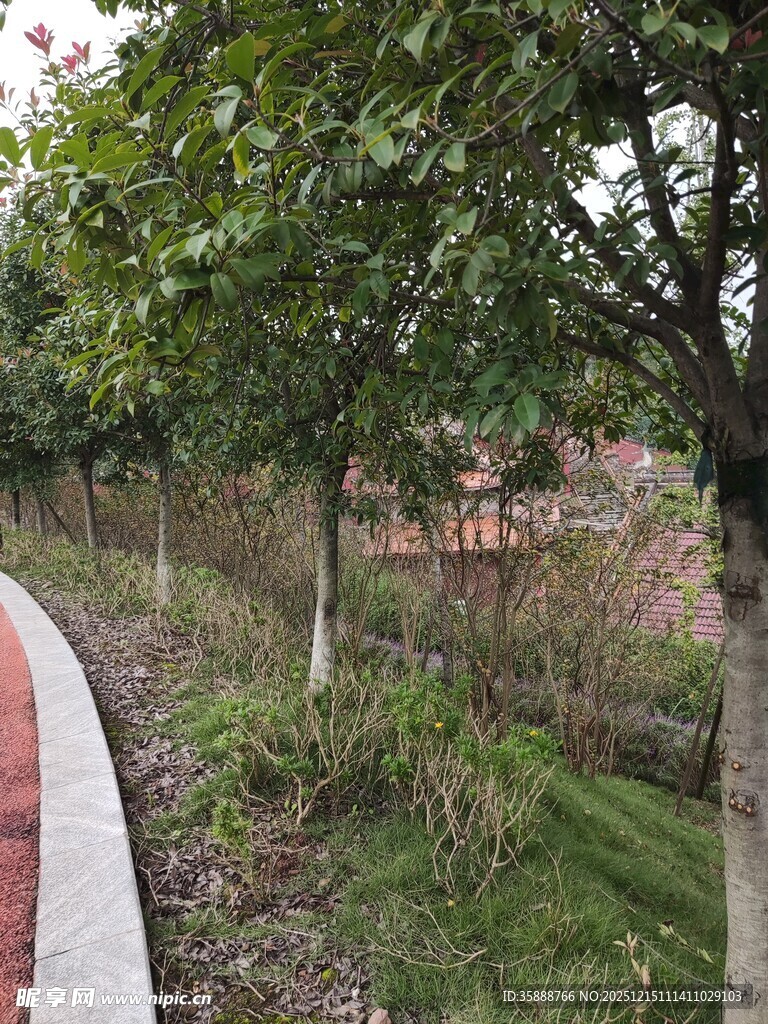 林间小径绿意盎然的景致