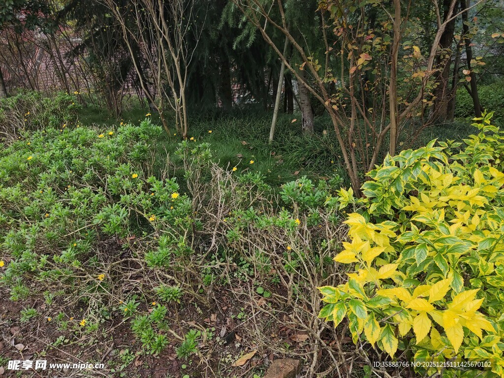 林间黄绿相间的植物景观