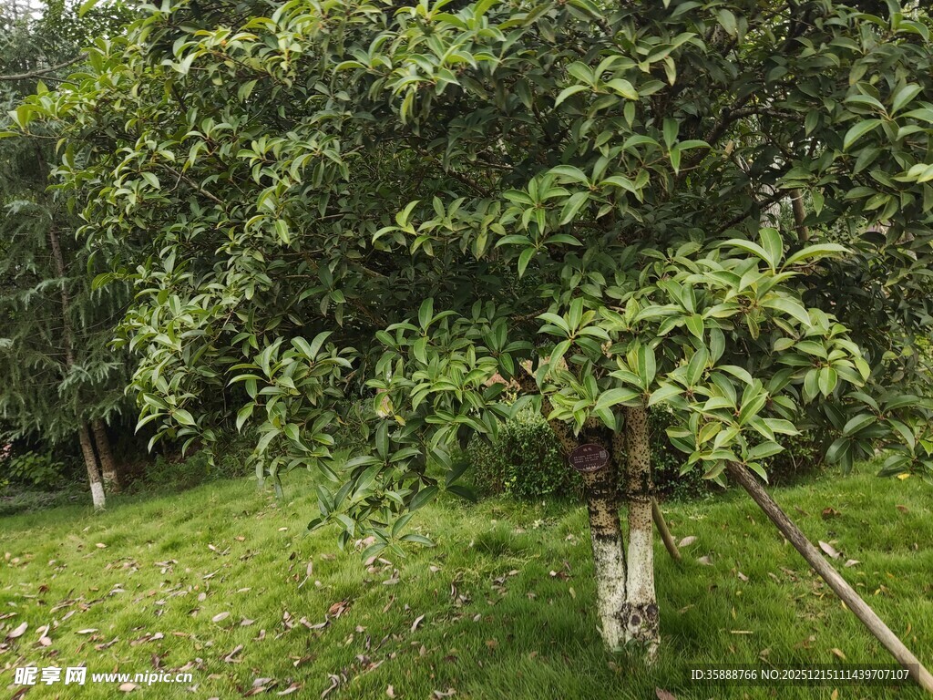 绿意盎然的果园树木