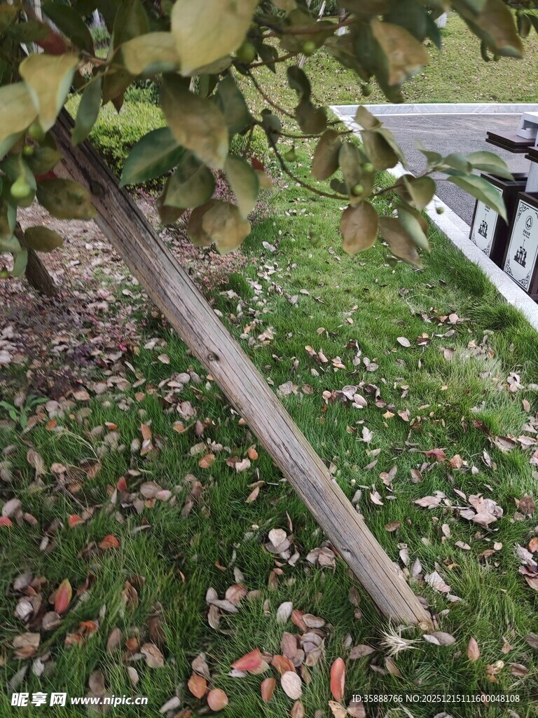 倾斜树干与周边绿植景象