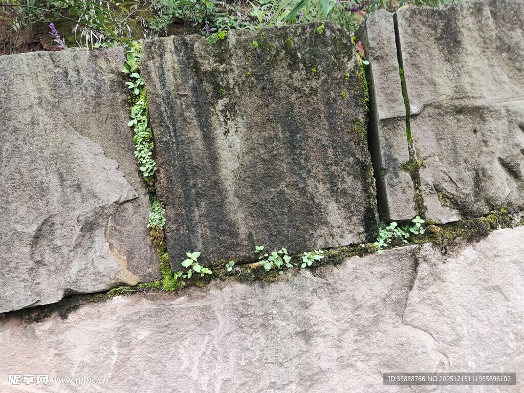 石缝中生长的翠绿藤蔓