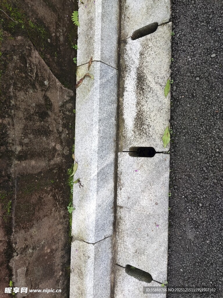 路边缝隙中生长的小草