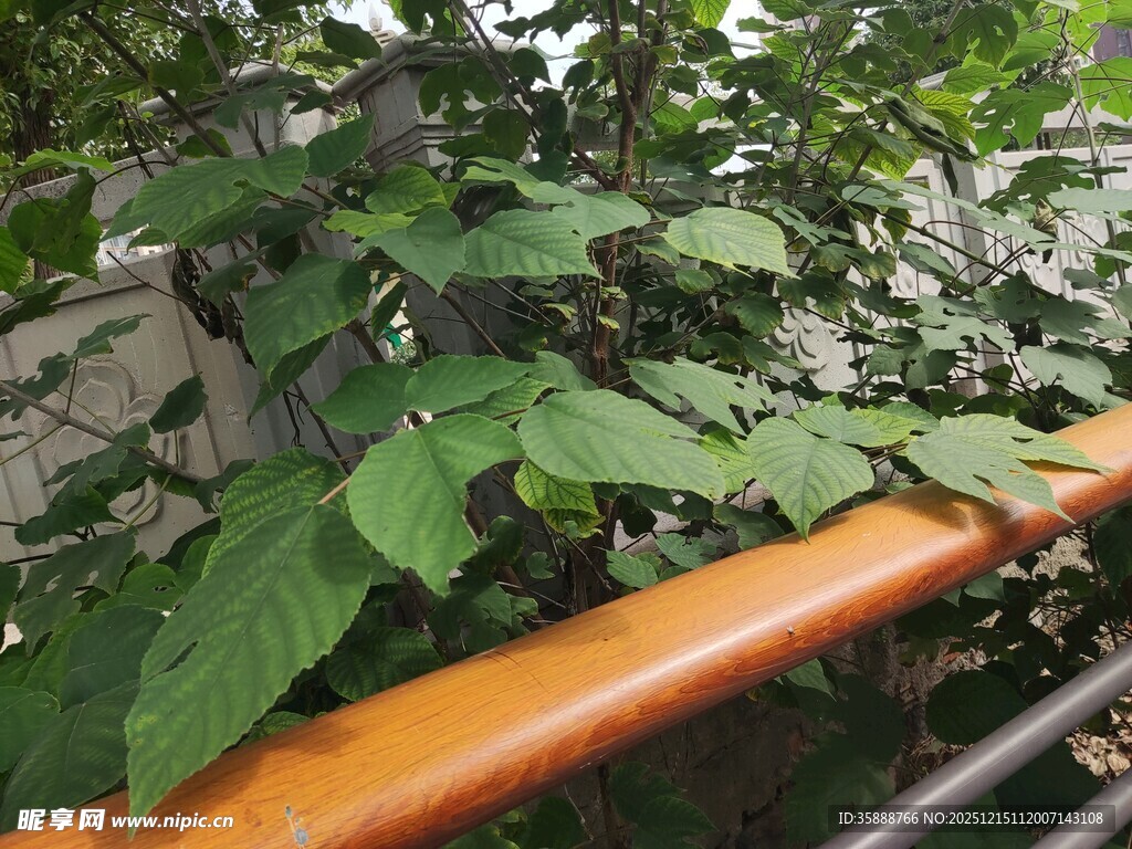 绿叶扶栏的自然景致