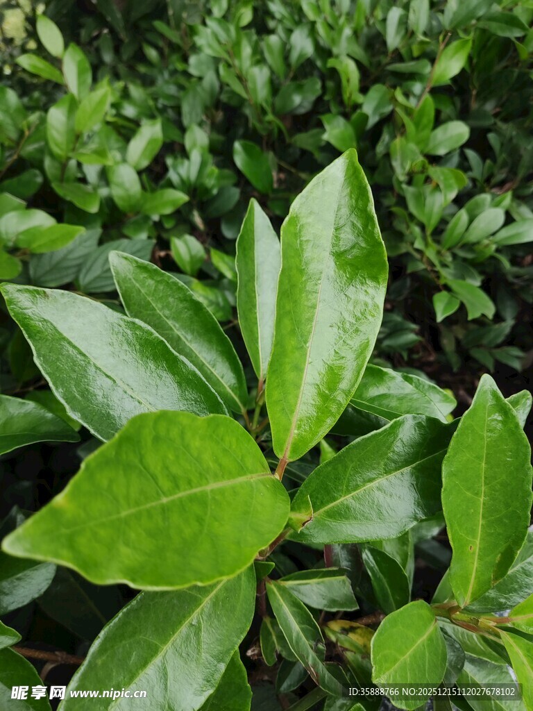 翠绿叶片清新植物景致
