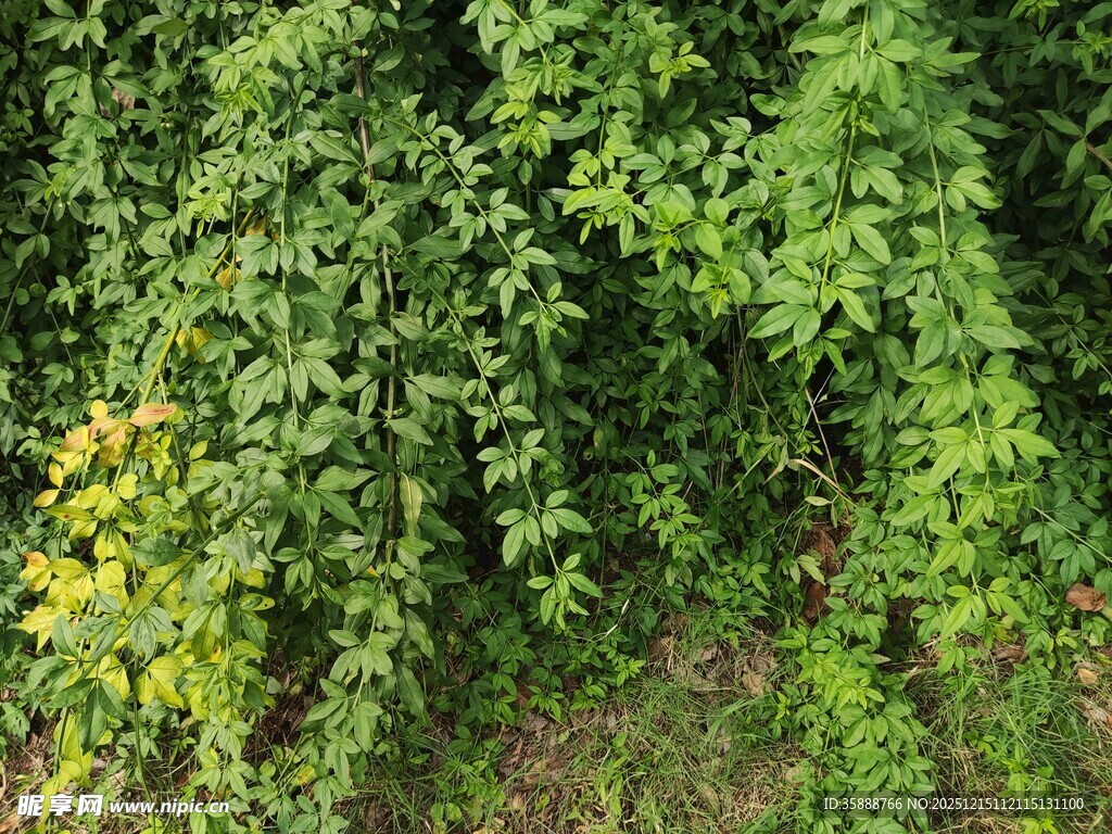 翠绿藤蔓覆盖的生机景象