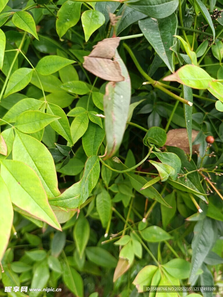 翠绿繁茂的植物叶片