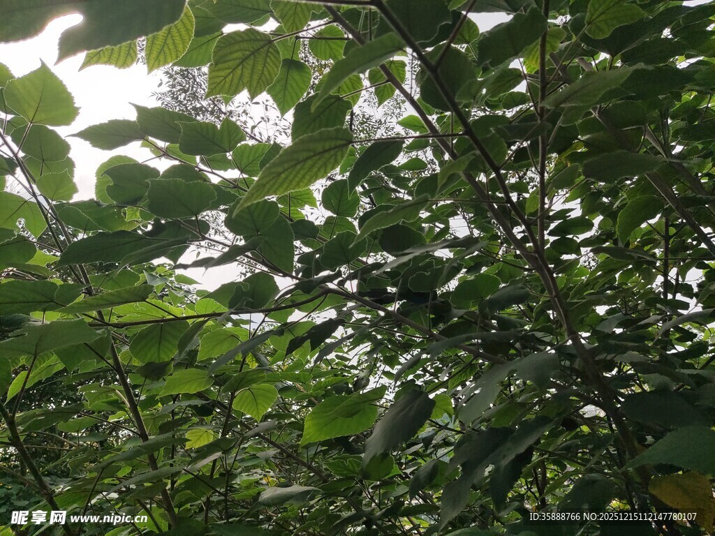 繁茂绿叶的生机景象