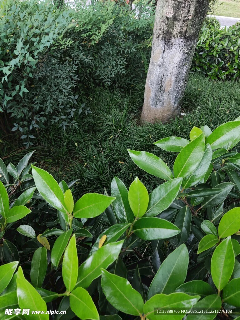 绿叶环绕的树干