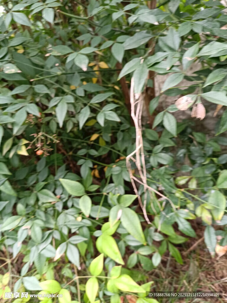 野外绿植中的枯瘦树干