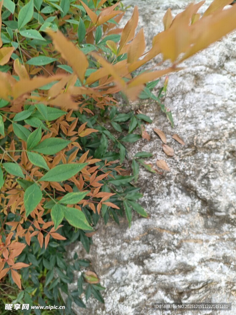 岩石旁多彩植物景观