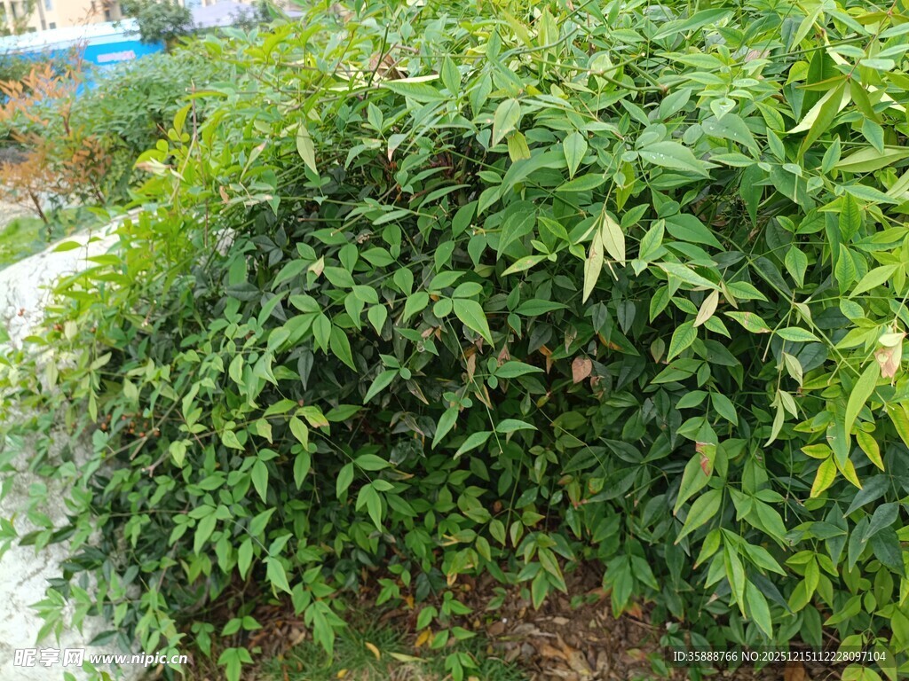 绿叶繁茂的植物景观