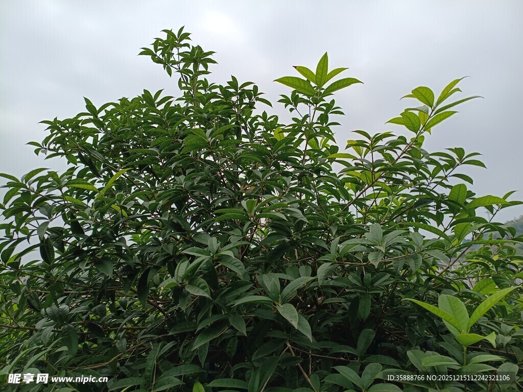 繁茂绿植展现自然生机