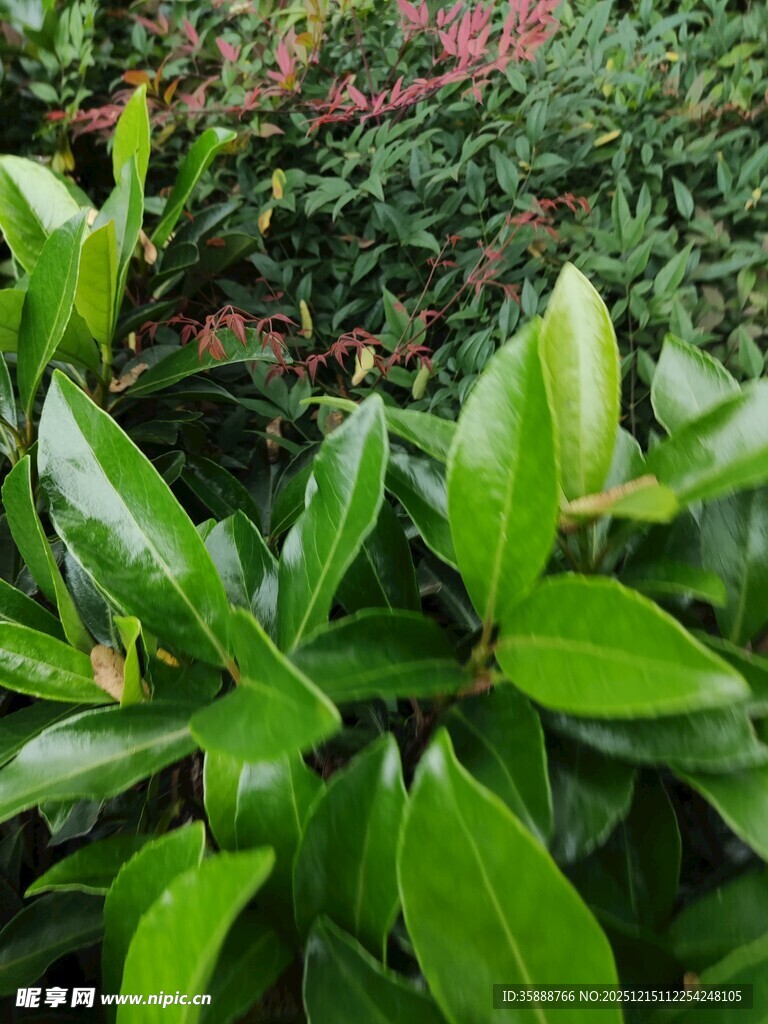 翠绿叶片的生机植物