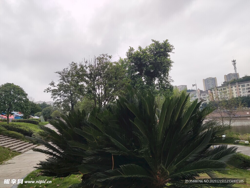 城市公园中的绿植景观