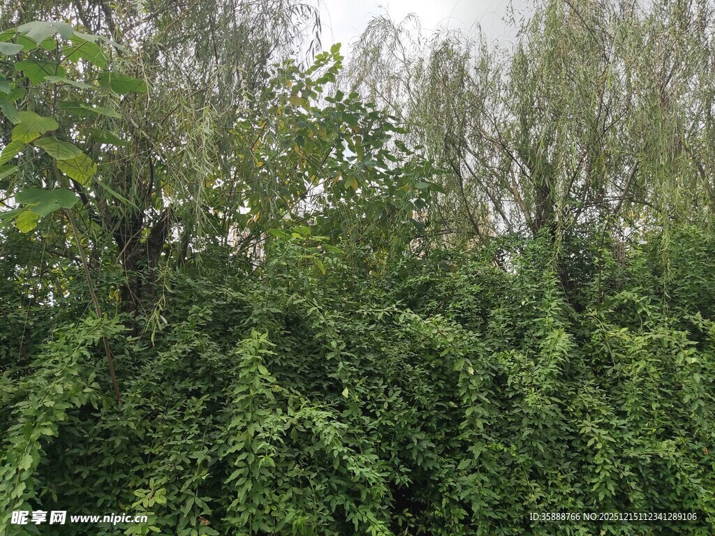 茂密绿植景观