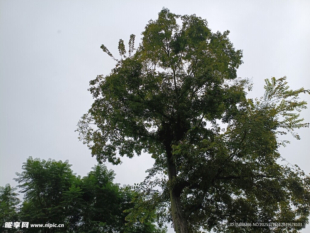 高大繁茂的绿树