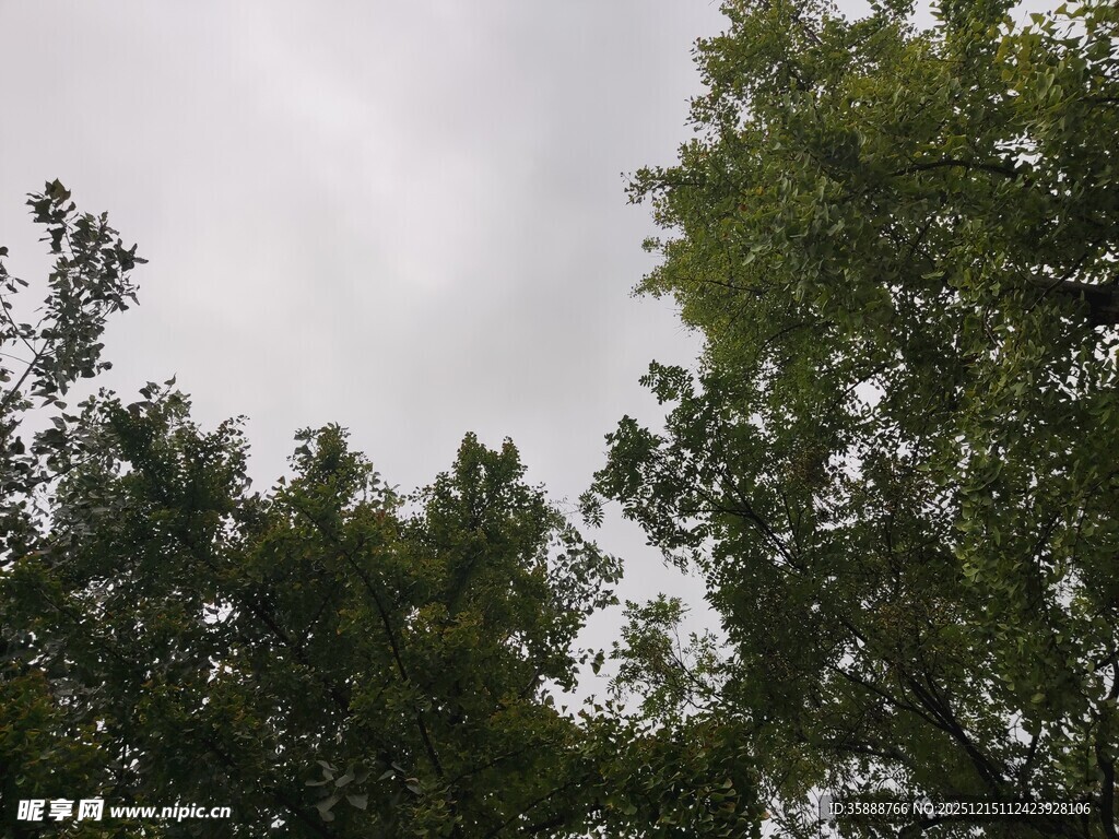 仰视绿树与天空