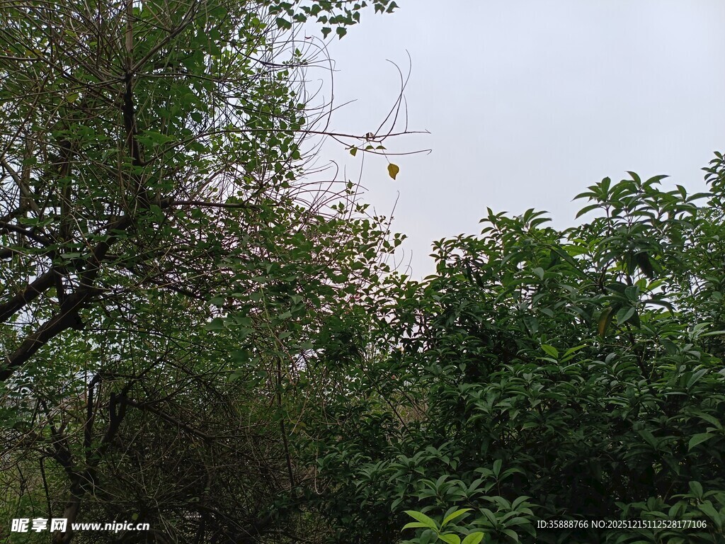 绿意盎然的树林景象