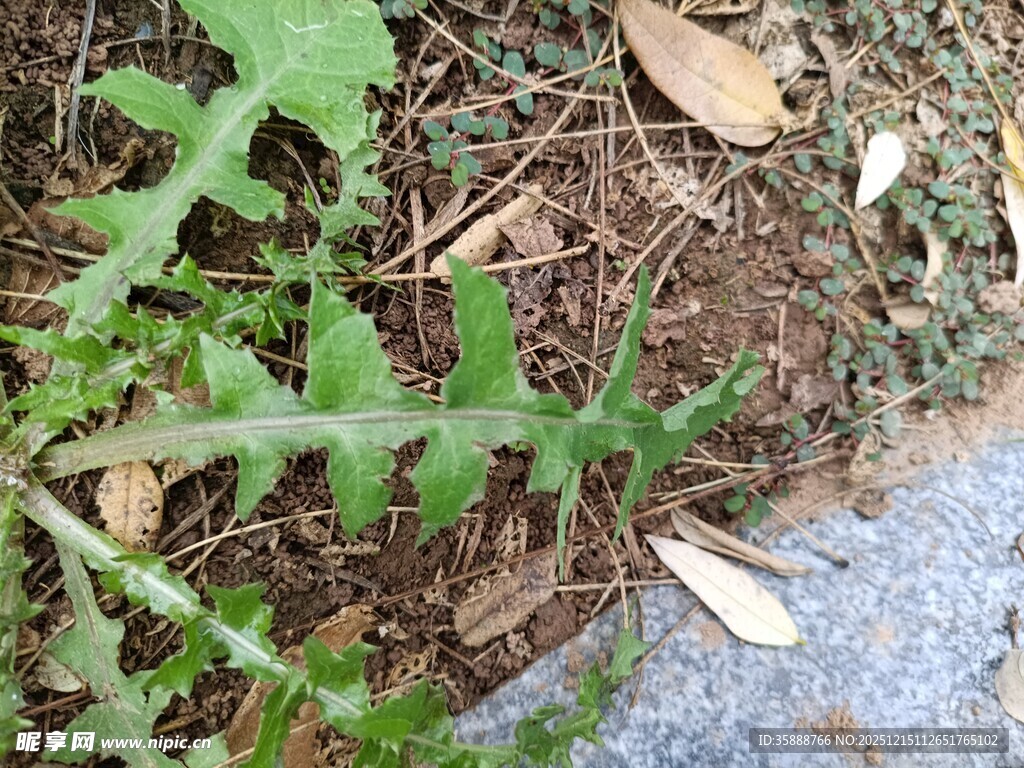 地面生长的嫩绿植物