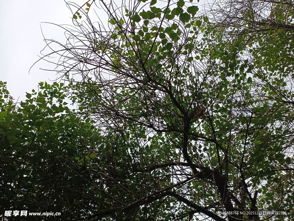 枝叶繁茂的绿树景观