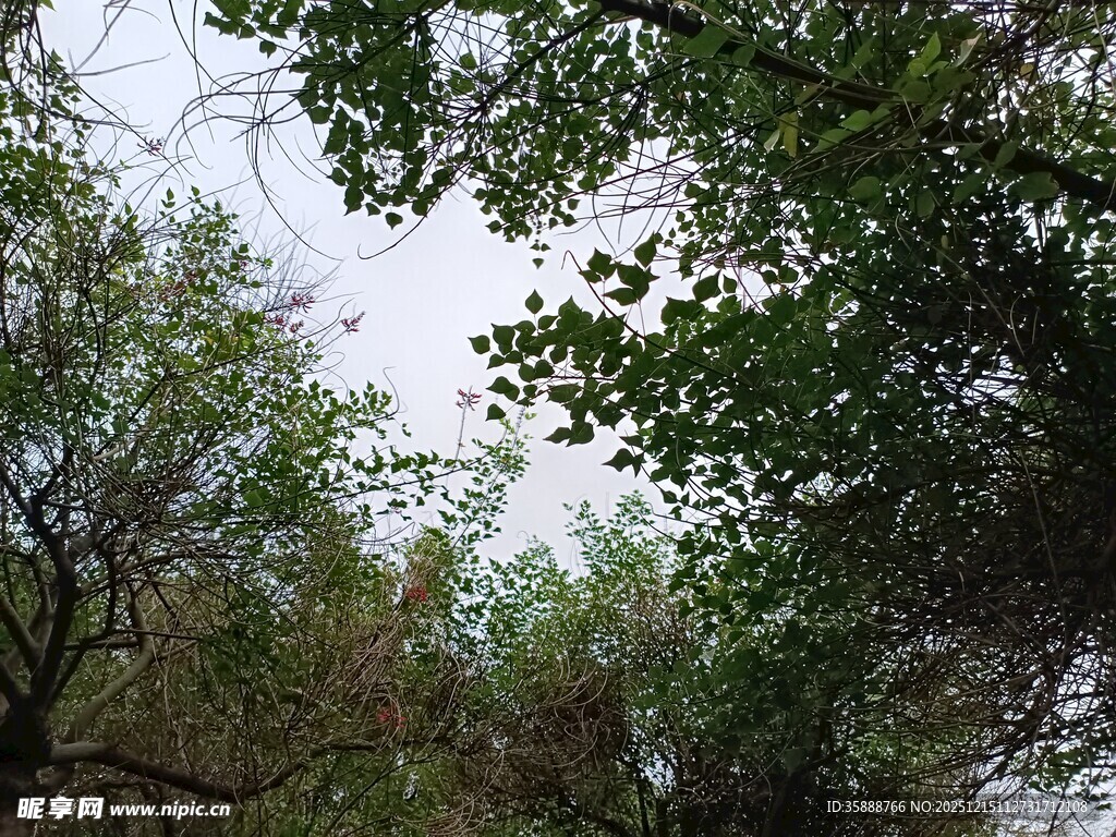 仰视繁茂绿树树冠