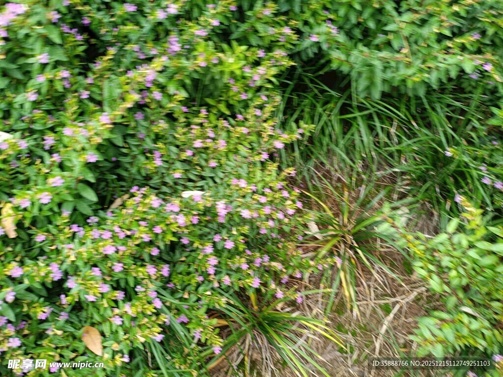 繁茂绿植中的隐秘小径