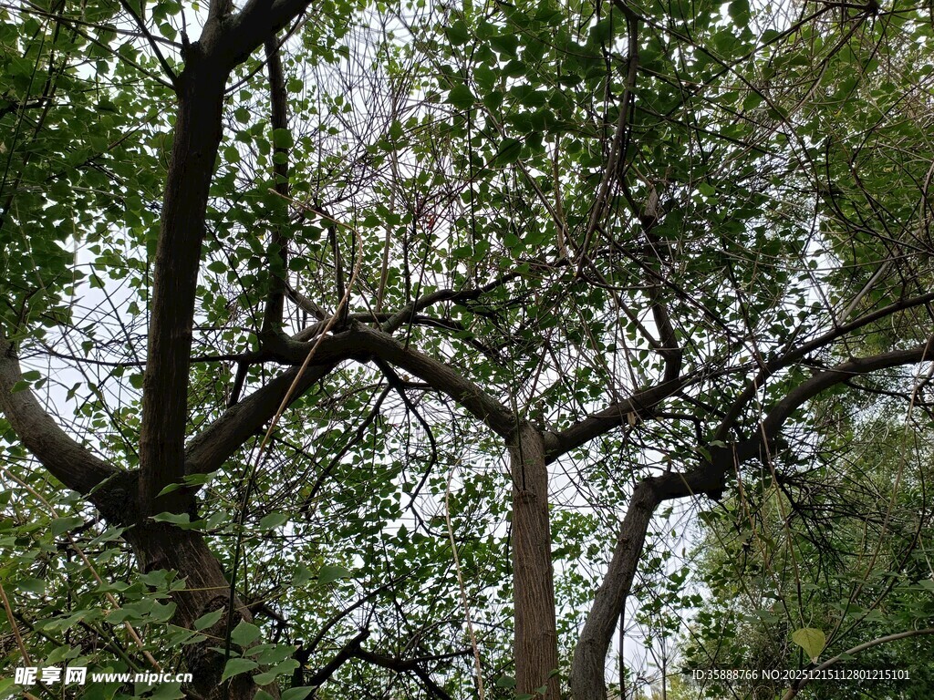 繁茂大树展现自然生机