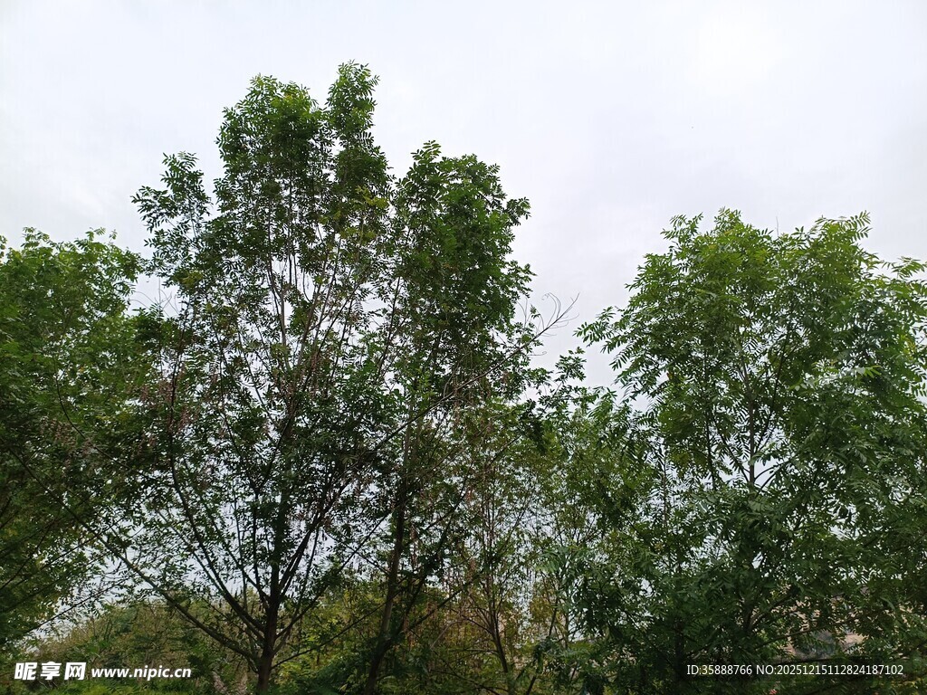 绿树成荫的自然景致