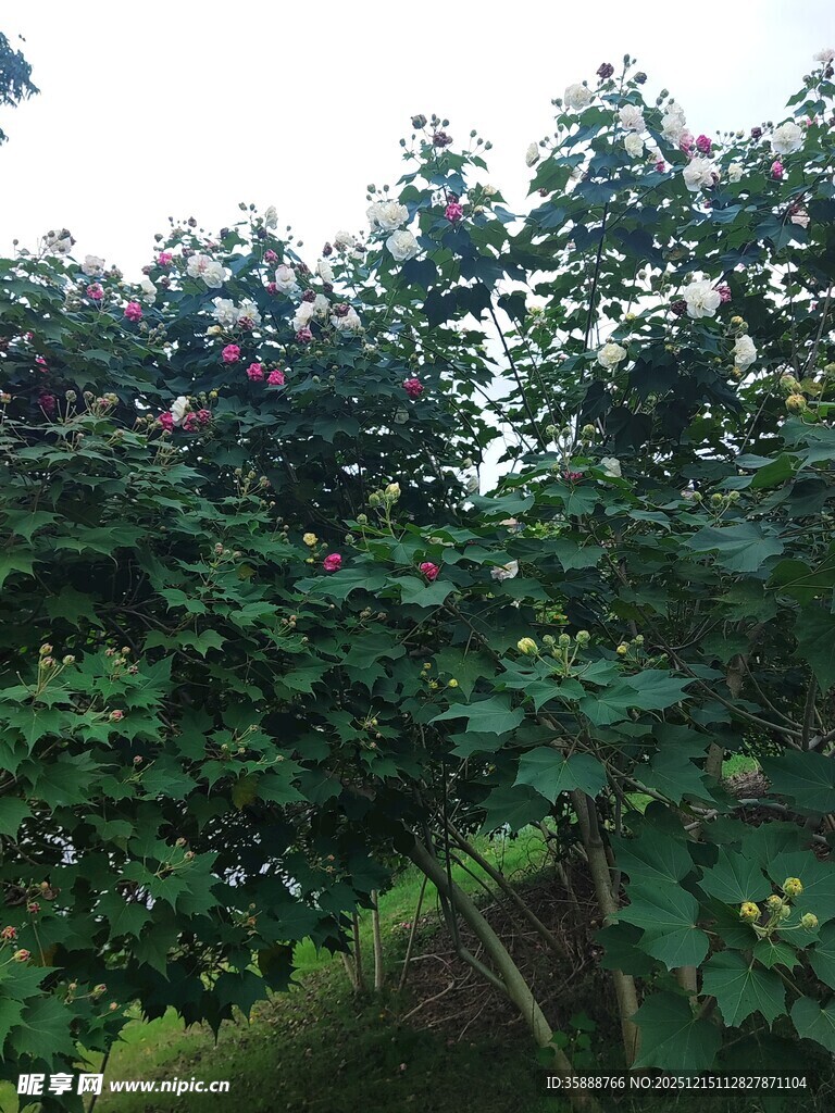 繁茂绿叶间的累累果实