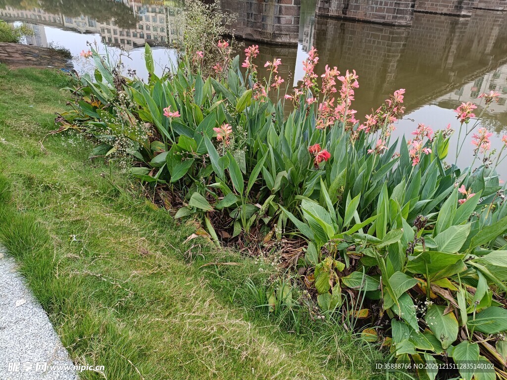 路边绽放的多彩花卉