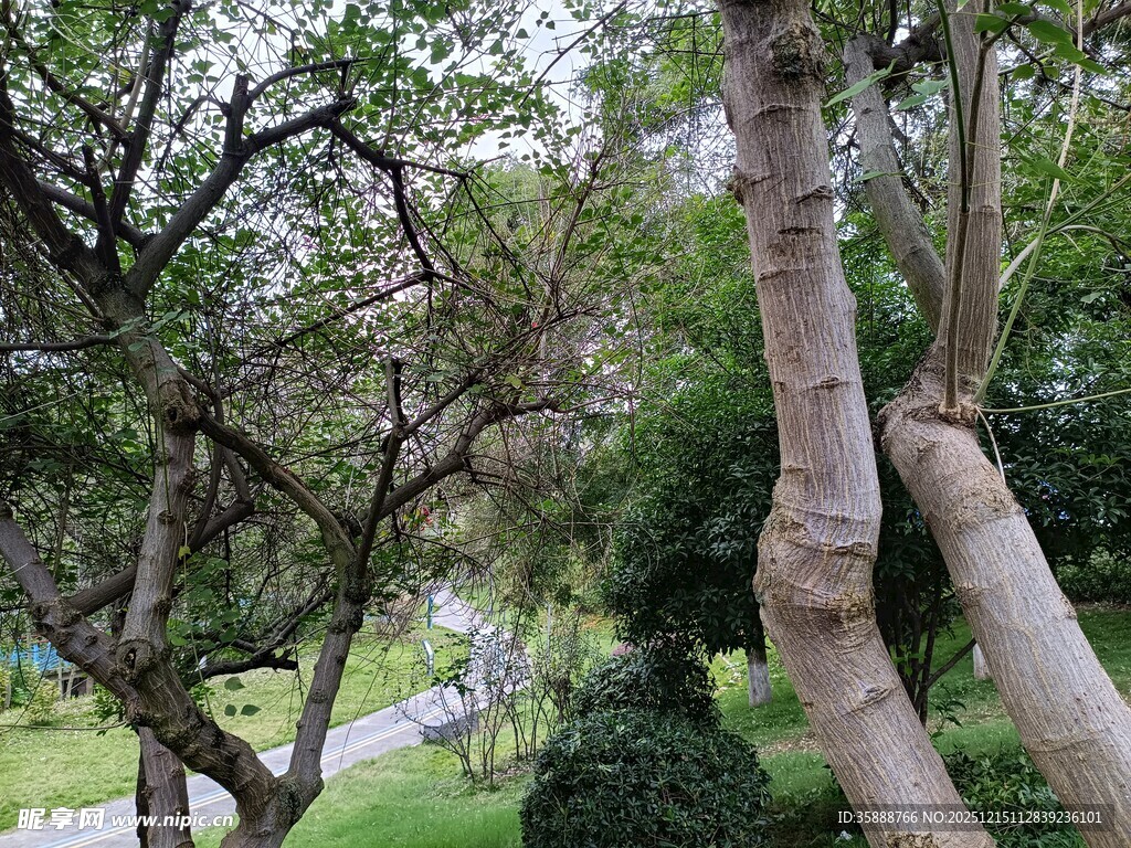 公园中的树木景观