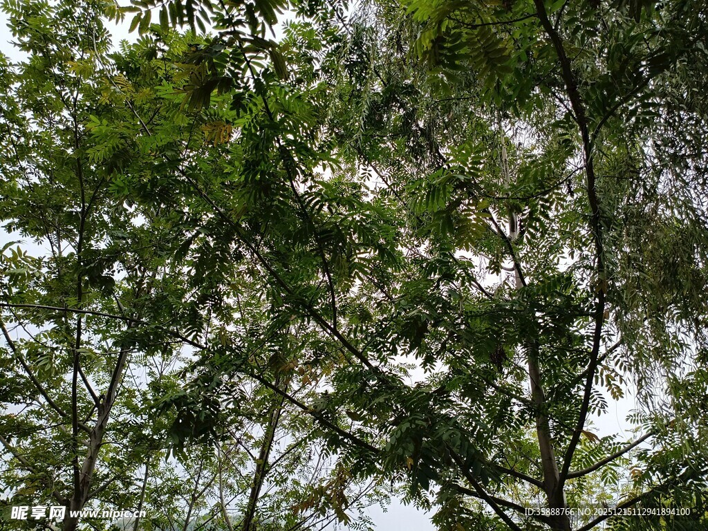 茂密树林中的葱郁树冠