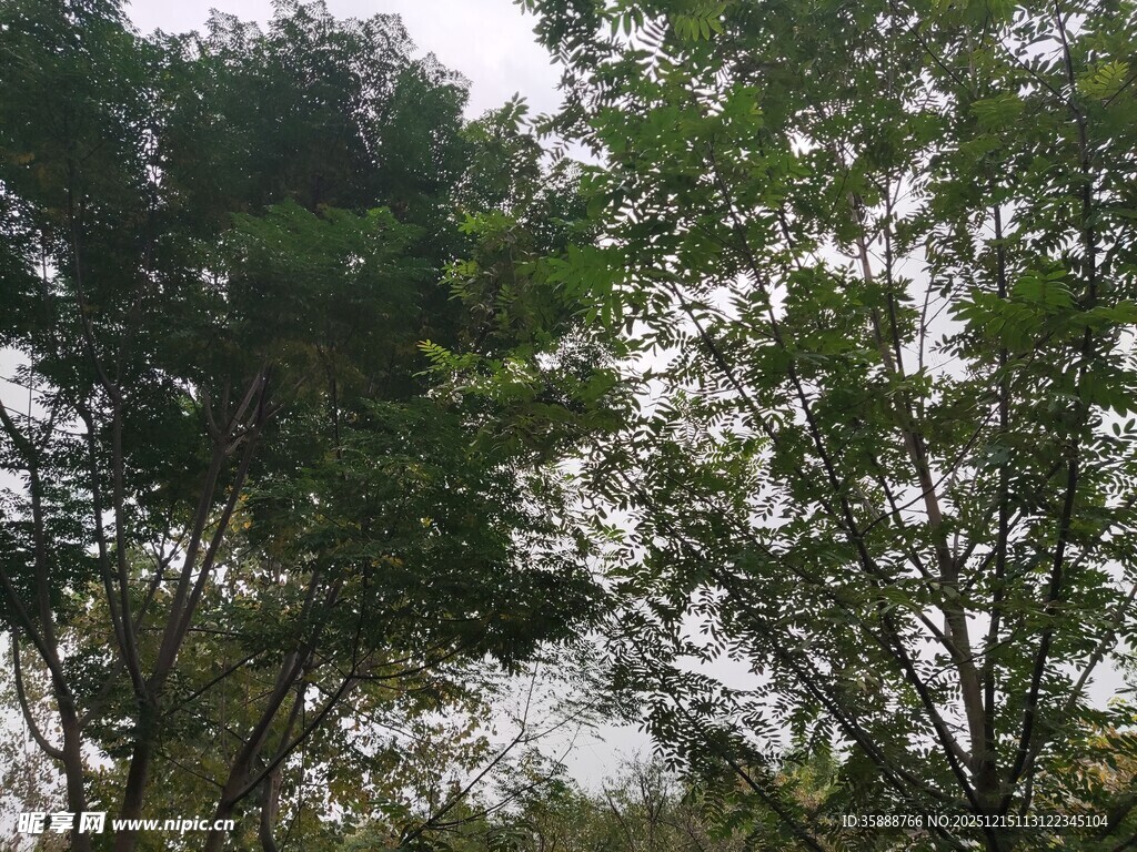 茂密树林中的树冠景致