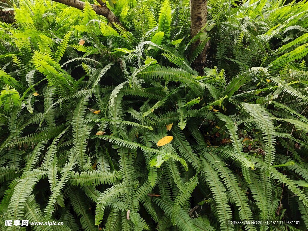 翠绿繁茂的热带植物景观